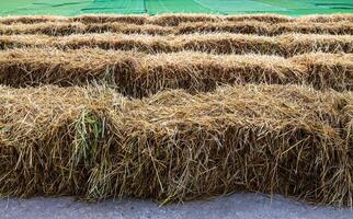 Close-up low angle view of rows of straw bales stretching across. photo