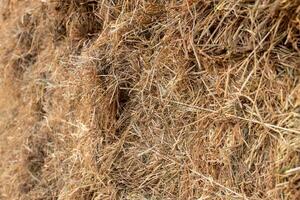 A close-up view of the background of many bales of compressed rice straw stacked. photo