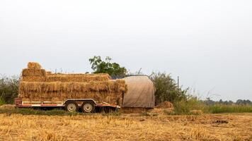 Stacks of straw bales tied with rope stacked. photo