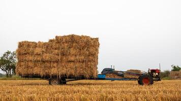 Low-angle view of a walk-behind tractor carrying piles of straw bales. photo