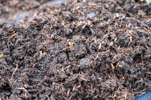 Soil and fertilizer preparing in plot photo
