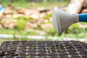 Watering can pouring water on sapling in tray photo