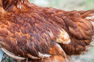 Wing with feather brown layer chicken photo