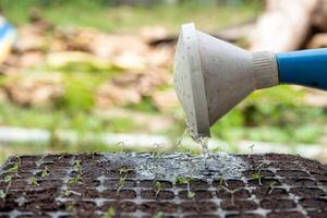 Watering can pouring water on sapling in tray photo