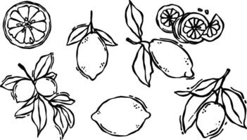 Hand-drawn doodles of lemons. Cute sketch of tropical food, citrus fruit, and a pattern for the background vector
