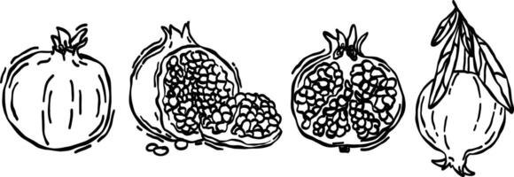 Hand drawn pomegranate doodles. Cute sketch of tropical food, exotic fruits, pattern for background vector