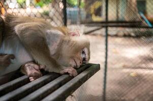 Pigtail macaque monkey is stress and lonely photo