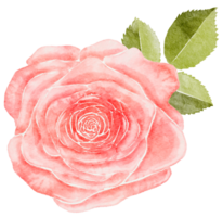 Watercolor Pink Rose png