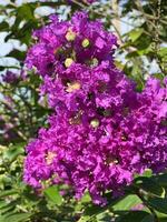 beautiful crape myrtle flowers in the garden photo