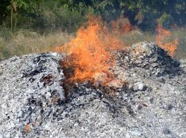 burning fire in the forest photo