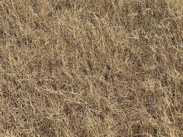 golden wheat field in autumn season in the evening photo