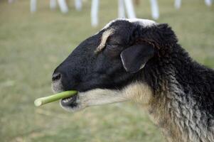 a white sheep eating a green grass photo