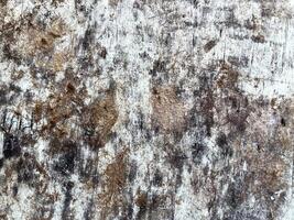 old wood texture background, natural wooden texture background photo