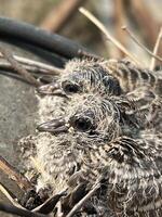 a bird in the nest photo