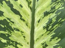 close up Dumb cane leaf texture photo