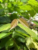 Rangoon creeper or Chinese honeysuckle leaf in nature garden photo