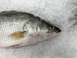 fresh fish in the ice photo