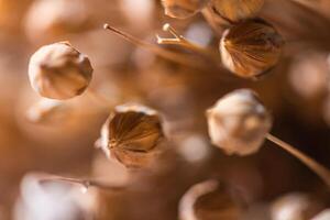 Close up photo of flax flower in the middle of ripe flax capsules, natural background, macro photography