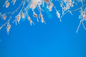 tree branches covered with frost against the background of a clear blue sky in winter early in the morning, winter phenomenon, natural winter background, with copy space photo