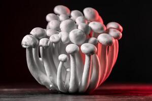 Closeup of a bunch of shimeji mushrooms on dark background, with selective focus photo