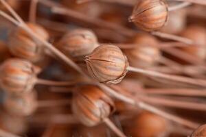flax fruits, flax boxes with seeds close up, macro. linen is used for the production of fabrics, paper, natural floral background photo