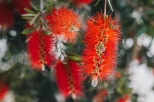 Amazing red flowers of the blooming Callistemon tree in a spring garden. photo