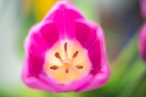 Macro photo of a tulip, top view, structure of flower, pistil and stamens