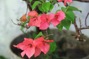 Beautiful blooming Bougainvillea flower tree in the garden on a sunny day photo