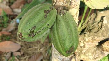 Bunch of young cocoa pods on a tree branch with close up view copy space photo