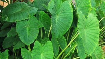 raindrops on taro leaves. water drop on green leaf. background of waterdrops on taro leaves photo