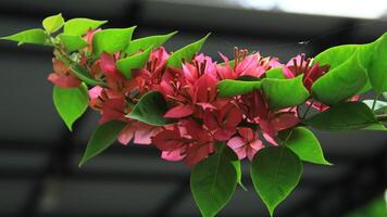 Beautiful blooming Bougainvillea flower tree in the garden on a sunny day photo