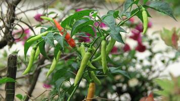 Cayenne pepper ready to be harvested on a fertile tree on a sunny day photo