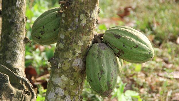 Bunch of young cocoa pods on a tree branch with close up view copy space photo