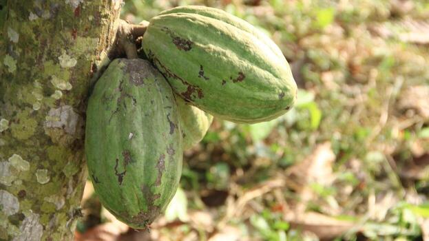 Bunch of young cocoa pods on a tree branch with close up view copy space photo