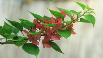 Beautiful blooming Bougainvillea flower tree in the garden on a sunny day photo