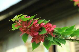 Beautiful blooming Bougainvillea flower tree in the garden on a sunny day photo