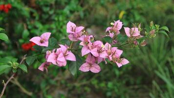 Beautiful blooming Bougainvillea flower tree in the garden on a sunny day photo