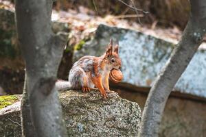 squirrel in the spring in a gray-red fur coat, molting, changing color in the spring photo