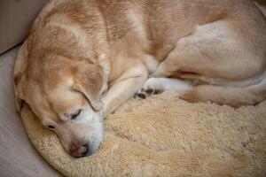 labrador retriever dog lying on his soft dog bed and sleeping photo