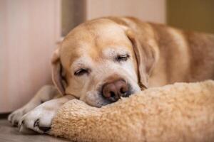 Labrador perdiguero perro acostado en su suave perro cama y dormido foto