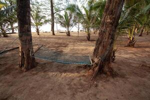 The netted hammock sits on a sandy beach surrounded by coconut trees. photo