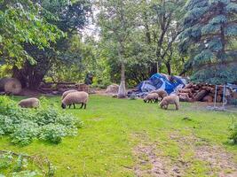 Panoramic shot of heard of sheep grazing on the meadows with forest in backdrop photo