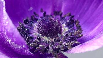 Purple open beautiful flower.Stock footage. A large flower wrapped in water and bubbles that envelop it in macro video