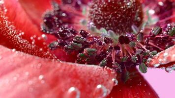 The insides are red.Stock footage.Bright red flowers in the water that are removed and they show small bubbles that accumulate on them. video