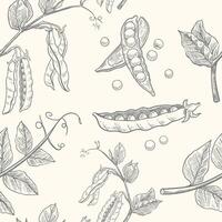 hand drawn seamless pattern of green peas in vintage style vector
