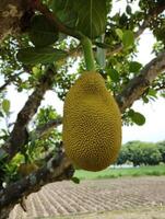 Jackfruit with tree photo