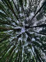 Pine forest vagamon photo