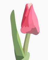 Illustration of tulips on a white background. vector