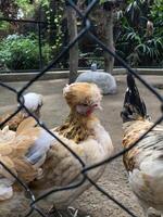 several chickens are standing in a fenced in area with trees photo