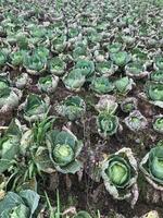 there are many cabbage plants growing in the field together photo